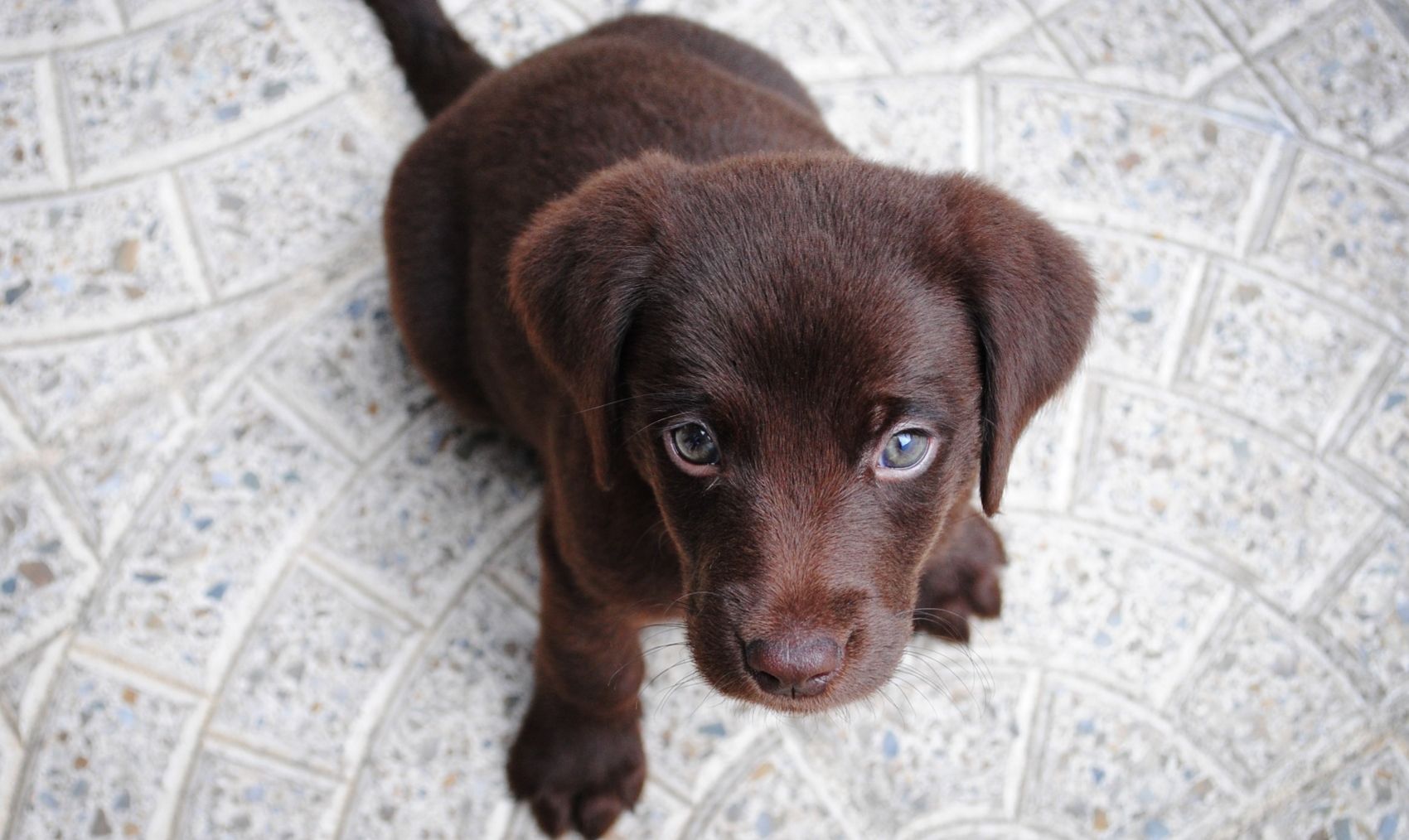 A chegada de um cão